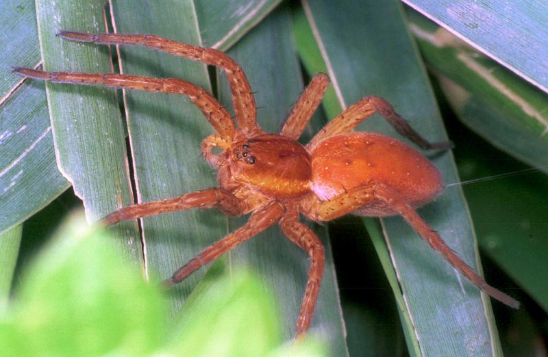 Dolomedes_plantarius_RF0735_Z_87_Les Gris_Frankrijk.jpg